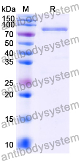 Recombinant Human MSN Protein, N-GST