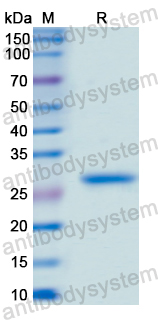 Recombinant Human PAX6 Protein, N-His