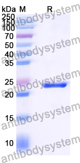 Recombinant Human U2AF2 Protein, N-His