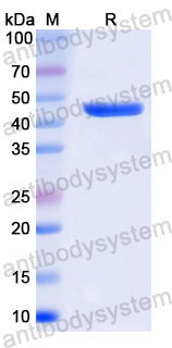 Recombinant Human ELAVL4/HuD/Hu-antigen D Protein, N-His