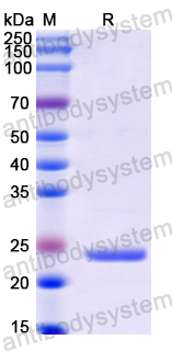 Recombinant Human CNTF Protein, N-His