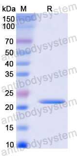 Recombinant Human HMGB2 Protein, N-His