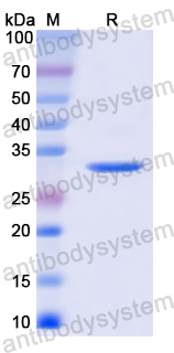 Recombinant Human PLN Protein, N-GST