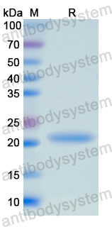 Recombinant Human CD27 Protein, N-His