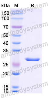 Recombinant Human CNTFR Protein, N-His