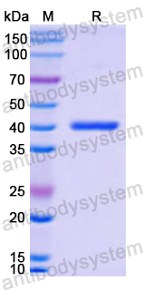 Recombinant Human ACVR2A Protein, N-GST