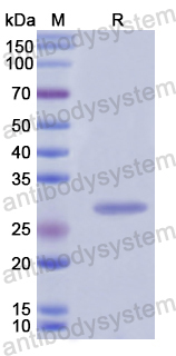 Recombinant Human YWHAQ Protein, N-His