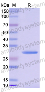 Recombinant Human MAPK3 Protein, N-His