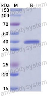 Recombinant Human ARNT/HIF1-beta Protein, N-His