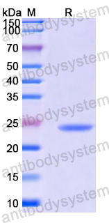 Recombinant Human ARNT/HIF1-beta Protein, N-His-SUMO