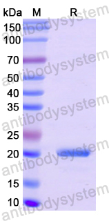 Recombinant Human COL8A1 Protein, N-His