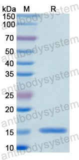 Recombinant Human CFP Protein, N-His