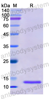 Recombinant Human PIK3R1/PI3-kinase p85-alpha Protein, N-His