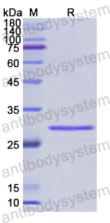 Recombinant Human PSMA5 Protein, N-His