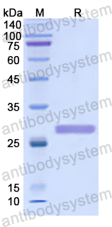 Recombinant Human PSMB6 Protein, N-His