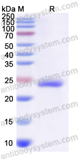 Recombinant Human HTR2A Protein, N-His