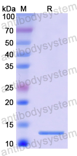 Recombinant Human PEX2 Protein, N-His