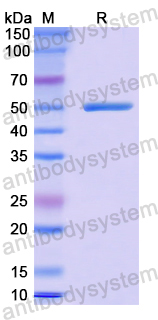 Recombinant Human POLD1 Protein, N-GST