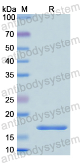 Recombinant Human GCA Protein, N-His