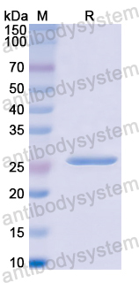 Recombinant Human PTPRM Protein, N-His