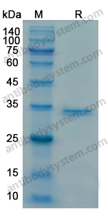 Recombinant Human CD34 Protein, N-His