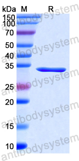 Recombinant Human CD1c Protein, N-His