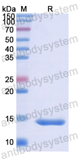 Recombinant Human CTGF/CCN2 Protein, N-His