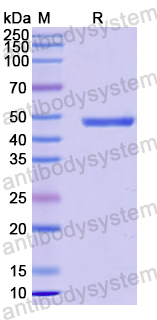 Recombinant Human EPHA3 Protein, N-GST & C-His
