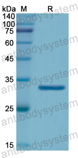 Recombinant Human PTPN6 Protein, N-His