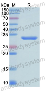 Recombinant Human SHC1 Protein, N-His