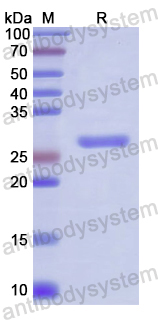 Recombinant Human MPG Protein, N-His