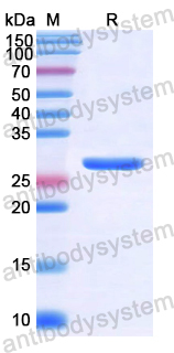 Recombinant Human COL4A5 Protein, N-His