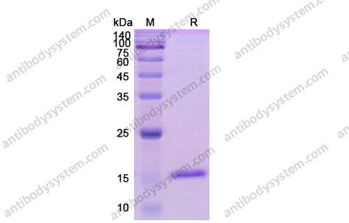 Recombinant Human CD154/CD40LG/TNFSF5 Protein, C-His