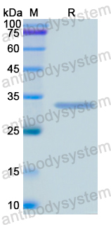 Recombinant Human MARCKS Protein, N-His