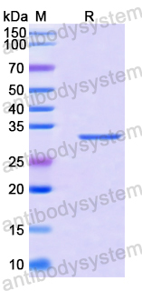 Recombinant Human MARCKS Protein, N-GST & C-His