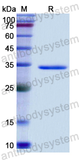 Recombinant Human AQP1 Protein, N-GST