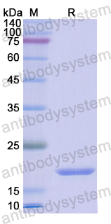 Recombinant Human PRDX5 Protein, N-His