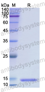 Recombinant Human DDT Protein, N-His