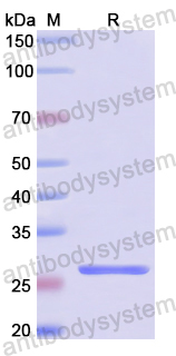 Recombinant Human PRDX3 Protein, N-His