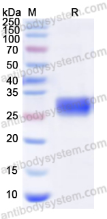 Recombinant Human ECHS1 Protein, N-His