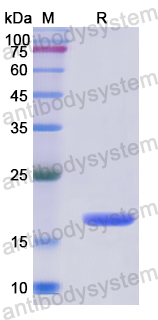 Recombinant Human PPIF Protein, N-His