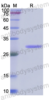 Recombinant Human HMOX2 Protein, N-His