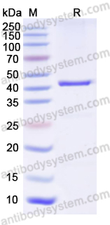 Stable Receptor Related Protein (RAP) LRP1 Inhibitor