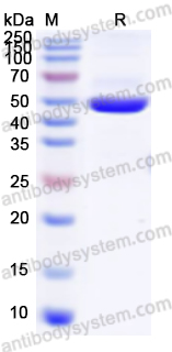 Recombinant Human MAT2A Protein, N-His