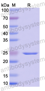 Recombinant Human FGF9 Protein, N-His