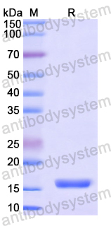 Recombinant Human SDC4 Protein, N-His