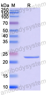 Recombinant Human HNRNPH1 Protein, N-His