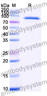 Recombinant Human HNRNPH1 Protein, N-His-MBP