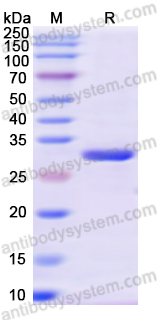 Recombinant Human SFN Protein, N-His