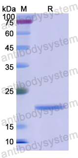 Recombinant Human CD32b/FCGR2B Protein, N-His